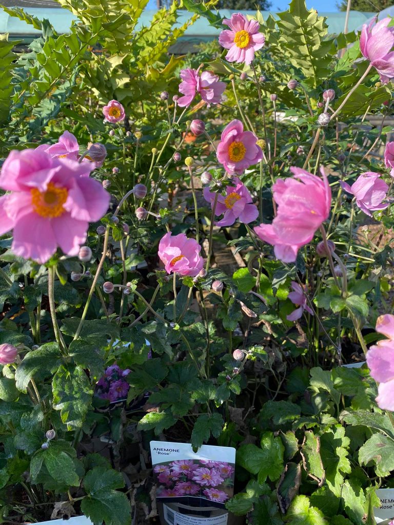 Hanging Gardens Tea Room & Garden Centre