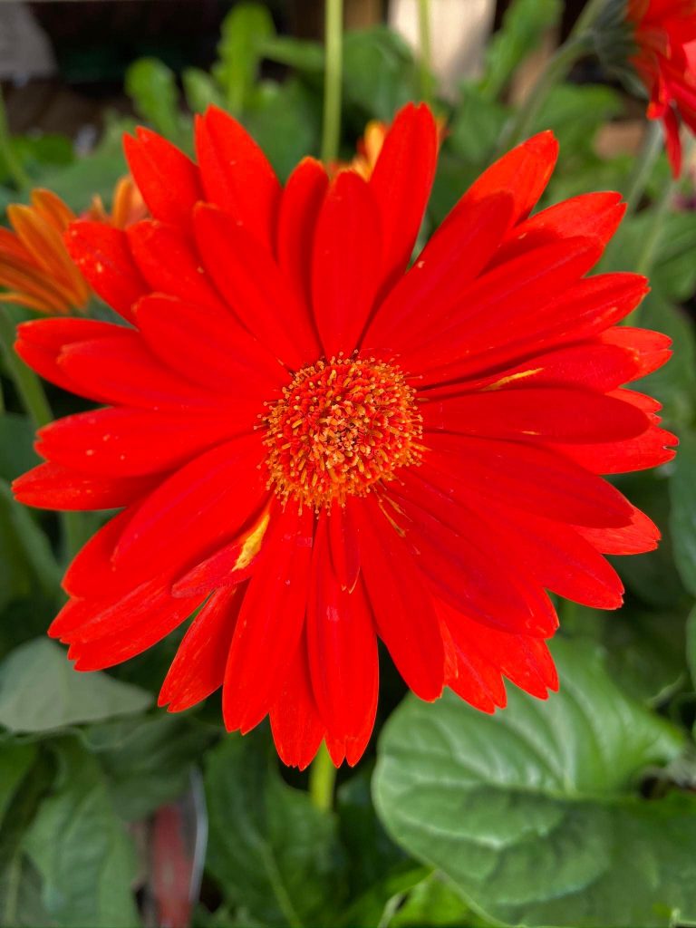 Hanging Gardens Tea Room & Garden Centre