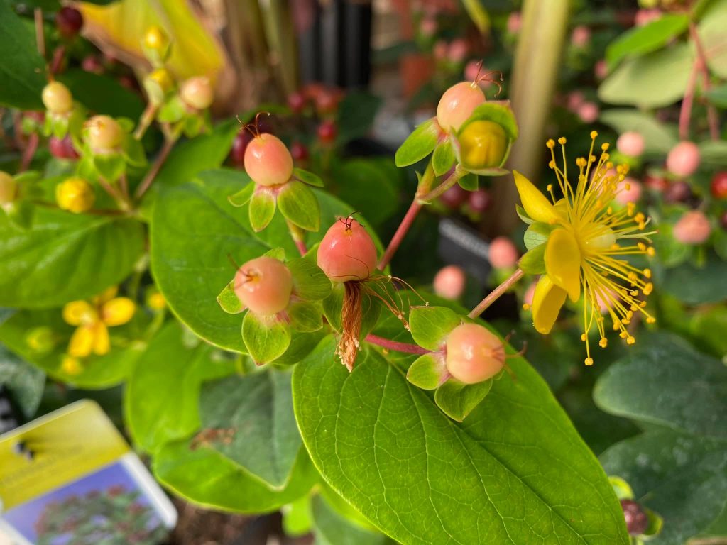 Hanging Gardens Tea Room & Garden Centre